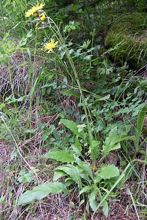 Hieracium glaucinum \ Frhblhendes Habichtskraut / Early Hawkweed, A Malta - Tal / Valley 7.6.2008