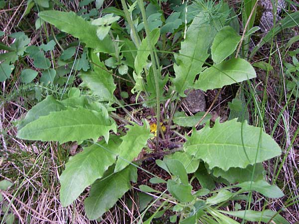 Hieracium glaucinum \ Frhblhendes Habichtskraut / Early Hawkweed, A Malta - Tal / Valley 7.6.2008