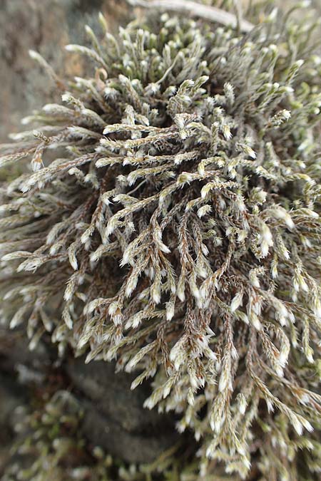 Hedwigia ciliata \ Wimpern-Hedwigsmoos / Ciliate Hedwigia Moss, A Kärnten/Carinthia, Hochobir 19.5.2016