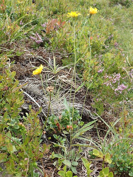 Hieracium caesium \ Blulichgrnes Habichtskraut / Hawkweed, A Kärnten/Carinthia, Koralpe 9.8.2016