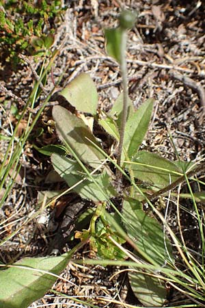 Hieracium caesium \ Blulichgrnes Habichtskraut / Hawkweed, A Kärnten/Carinthia, Koralpe 9.8.2016