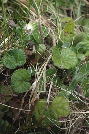 Homogyne alpina \ Alpen-Brandlattich, Grner Alpenlattich / Purple Colt's-Foot, Alpine Colt's-Foot, A Kärnten/Carinthia, Koralpe 21.5.2016