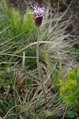 Homogyne alpina \ Alpen-Brandlattich, Grner Alpenlattich, A Wölzer Tauern, Kleiner Zinken 26.6.2021