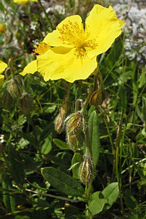 Helianthemum nummularium subsp. grandiflorum \ Grobltiges Sonnenrschen, A Kärnten, Petzen 21.7.2007