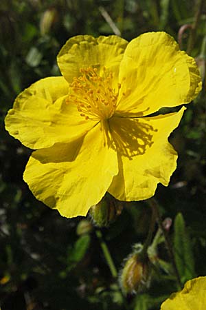 Helianthemum nummularium subsp. grandiflorum \ Grobltiges Sonnenrschen, A Kärnten, Petzen 21.7.2007