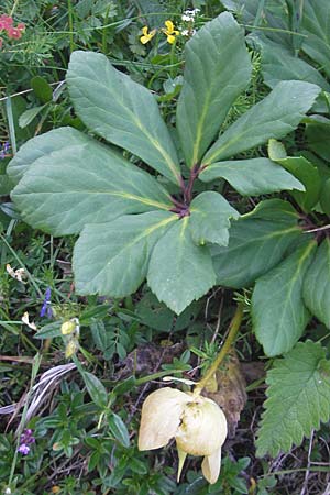 Helleborus niger \ Christrose, Schneerose, A Kärnten, Hochobir 1.7.2010