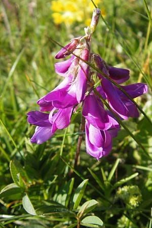 Hedysarum hedysaroides / Alpine Sweetvetch, A Trenchtling 3.7.2010
