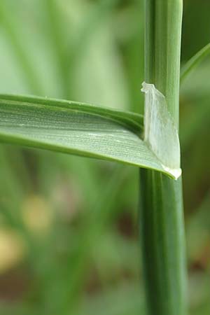 Helictotrichon pubescens subsp. laevigatum \ Glatter Wiesenhafer / Smooth Oat Grass, A Pusterwald, Eiskar 1.7.2019