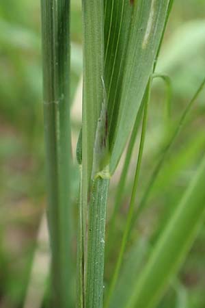 Helictotrichon pubescens subsp. laevigatum \ Glatter Wiesenhafer / Smooth Oat Grass, A Pusterwald, Eiskar 1.7.2019