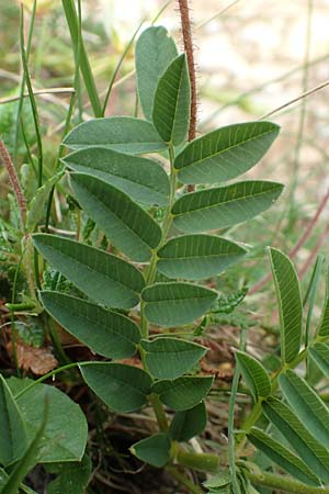 Hedysarum hedysaroides \ Alpen-Sklee, A Trenchtling 3.7.2019