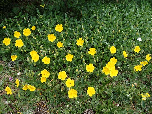 Helianthemum nummularium \ Kleinblttriges Sonnenrschen / Common Rock-Rose, A Trenchtling 3.7.2019