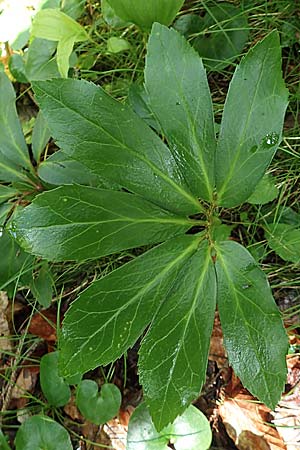 Helleborus niger \ Christrose, Schneerose / Christmas Rose, A Schwarzau im Gebirge 29.6.2020