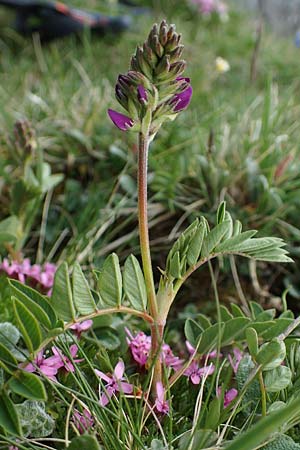 Hedysarum hedysaroides \ Alpen-Sklee, A Wölzer Tauern, Kleiner Zinken 26.6.2021