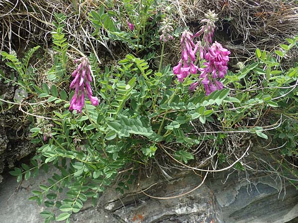 Hedysarum hedysaroides / Alpine Sweetvetch, A Pusterwald, Eiskar 29.6.2021