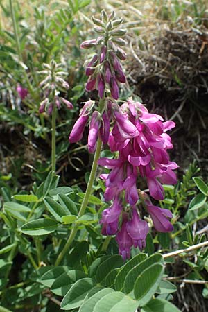 Hedysarum hedysaroides / Alpine Sweetvetch, A Pusterwald, Eiskar 29.6.2021
