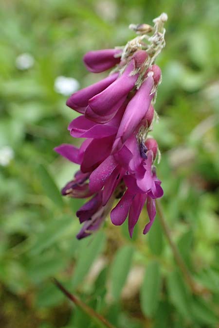 Hedysarum hedysaroides \ Alpen-Sklee, A Eisenerzer Reichenstein 28.7.2021