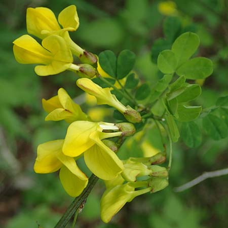 Hippocrepis emerus \ Strauchwicke, A St. Gilgen 16.5.2022