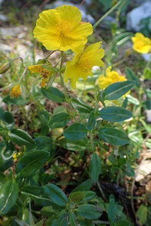 Helianthemum nummularium subsp. grandiflorum \ Großblütiges Sonnenröschen, A Kärnten, Petzen 8.8.2016