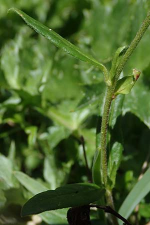 Helianthemum nummularium subsp. glabrum \ Kahles Sonnenrschen, A Kärnten, Koralpe 3.7.2022