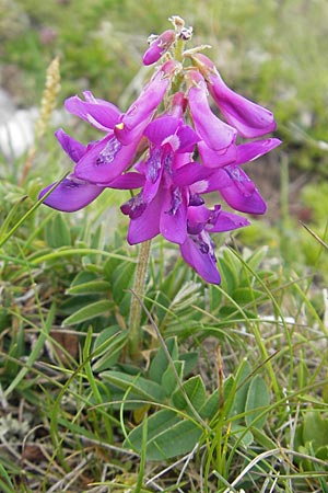 Hedysarum hedysaroides \ Alpen-Sklee / Alpine Sweetvetch, A Kärnten/Carinthia, Petzen 2.7.2010