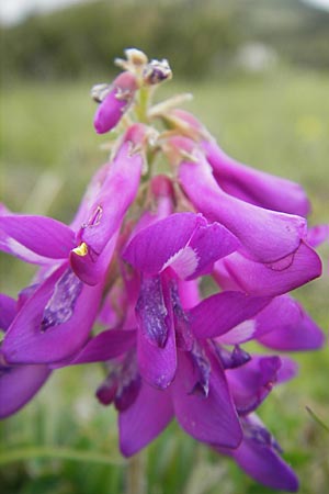 Hedysarum hedysaroides \ Alpen-Sklee, A Kärnten, Petzen 2.7.2010