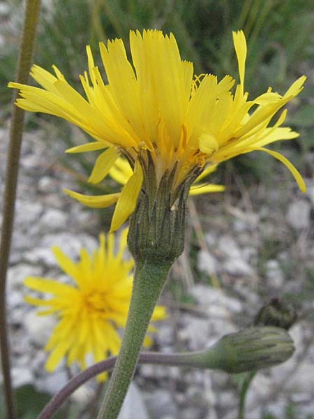 Leontodon incanus \ Grauer Lwenzahn / Grey Hawkbit, A Lechtal, Forchach 27.5.2007