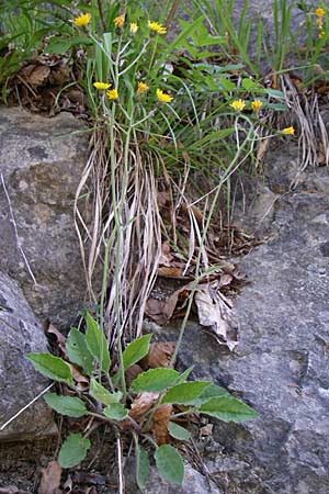 Hieracium murorum \ Wald-Habichtskraut, Mauer-Habichtskraut / Wall Hawkweed, A Menauer Alm 31.5.2008