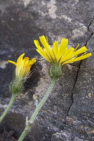 Hieracium murorum \ Wald-Habichtskraut, Mauer-Habichtskraut / Wall Hawkweed, A Menauer Alm 31.5.2008