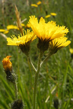 Hieracium spec4 ? \ Habichtskraut, A Malta - Tal 19.7.2010