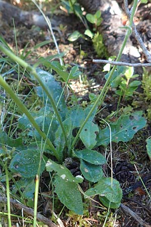 Hieracium lachenalii \ Gewhnliches Habichtskraut, A Kärnten, Petzen 8.8.2016