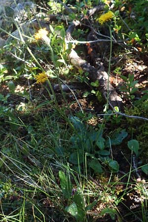 Hieracium lachenalii \ Gewhnliches Habichtskraut, A Kärnten, Petzen 8.8.2016