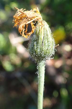 Hieracium lachenalii \ Gewhnliches Habichtskraut, A Kärnten, Petzen 8.8.2016