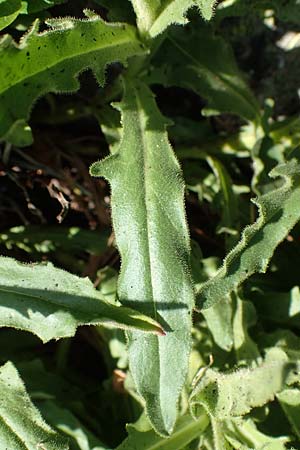 Hieracium intybaceum \ Weiliches Habichtskraut, Endivien-Habichtskraut, A Nockalmstraße Windebensee 10.7.2019