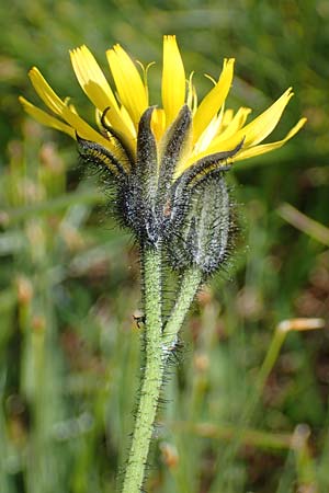 Willemetia stipitata \ Gestielter Kronen-Lattich / Willemetia, A Niedere Tauern, Sölk-Pass 26.7.2021