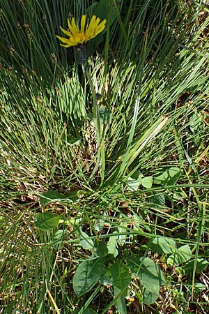 Willemetia stipitata \ Gestielter Kronen-Lattich / Willemetia, A Niedere Tauern, Sölk-Pass 26.7.2021