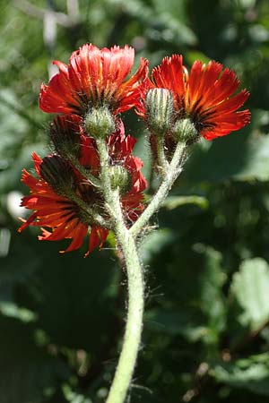 Hieracium aurantiacum \ Orangerotes Habichtskraut / Orange Hawkweed, Fox and Cubs, A Kärnten/Carinthia, Koralpe 3.7.2022