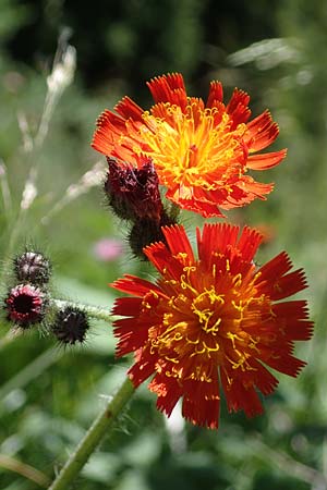 Hieracium aurantiacum \ Orangerotes Habichtskraut / Orange Hawkweed, Fox and Cubs, A Kärnten/Carinthia, Koralpe 3.7.2022