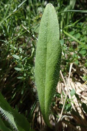 Hieracium aurantiacum / Orange Hawkweed, Fox and Cubs, A Carinthia, Koralpe 3.7.2022