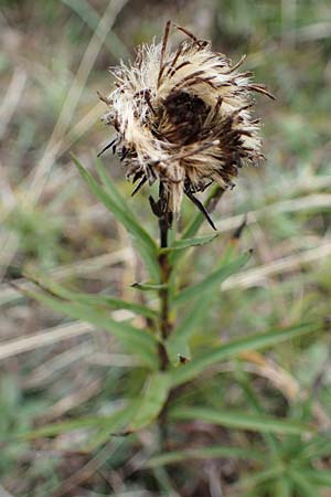 Pentanema ensifolium \ Schwertblttriger Alant, Zwerg-Alant, A Hainburg 25.9.2022