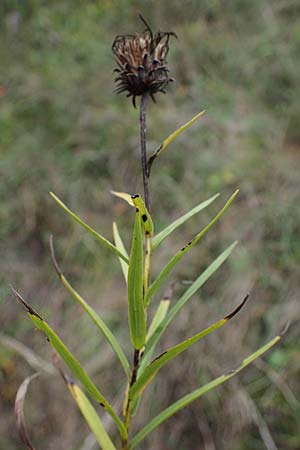 Pentanema ensifolium \ Schwertblttriger Alant, Zwerg-Alant, A Hainburg 25.9.2022