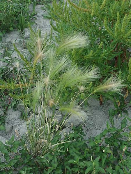 Hordeum jubatum \ Mhnen-Gerste / Foxtail Barley, A St. Andrä 12.7.2023