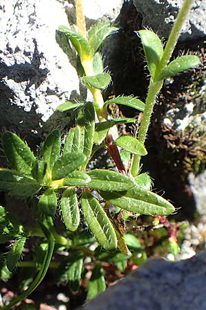 Helianthemum alpestre \ Alpen-Sonnenrschen / Alpine Rock-Rose, A Traweng 8.7.2020