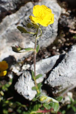 Helianthemum alpestre \ Alpen-Sonnenrschen / Alpine Rock-Rose, A Traweng 8.7.2020