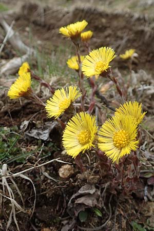 Tussilago farfara / Colt's-Foot, A Carinthia, Koralpe 21.5.2016