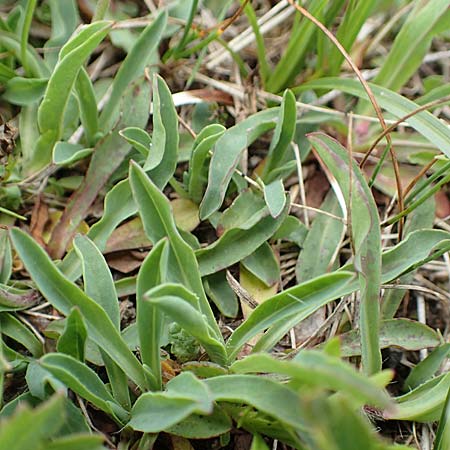 Hieracium lactucella \ Gehrtes Habichtskraut / European Hawkweed, A Trenchtling 3.7.2019