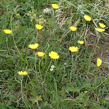 Hieracium lactucella \ Gehrtes Habichtskraut / European Hawkweed, A Trenchtling 3.7.2019