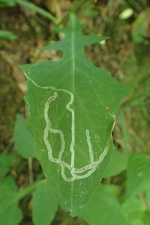 Prenanthes purpurea / Purple Lettuce, A Deutschlandsberger Klause 30.6.2022