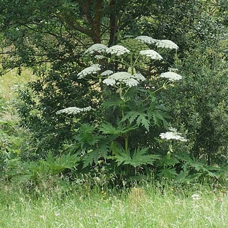 Heracleum mantegazzianum / Giant Hogweed, A Tragöß 4.7.2019