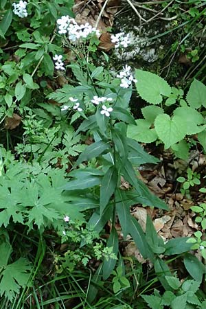 Hesperis matronalis \ Gewhnliche Nachtviole, A Steiermark, Pernegg-Mixnitz 4.7.2019