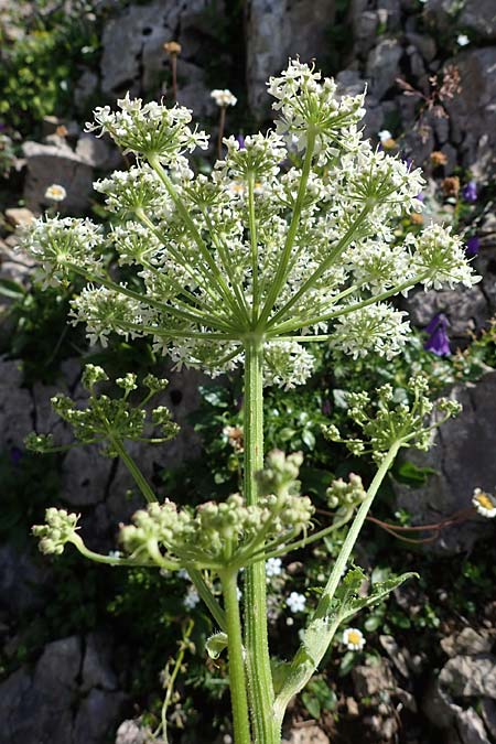 Heracleum sphondylium subsp. elegans \ Berg-Brenklau, A Eisenerzer Reichenstein 28.7.2021